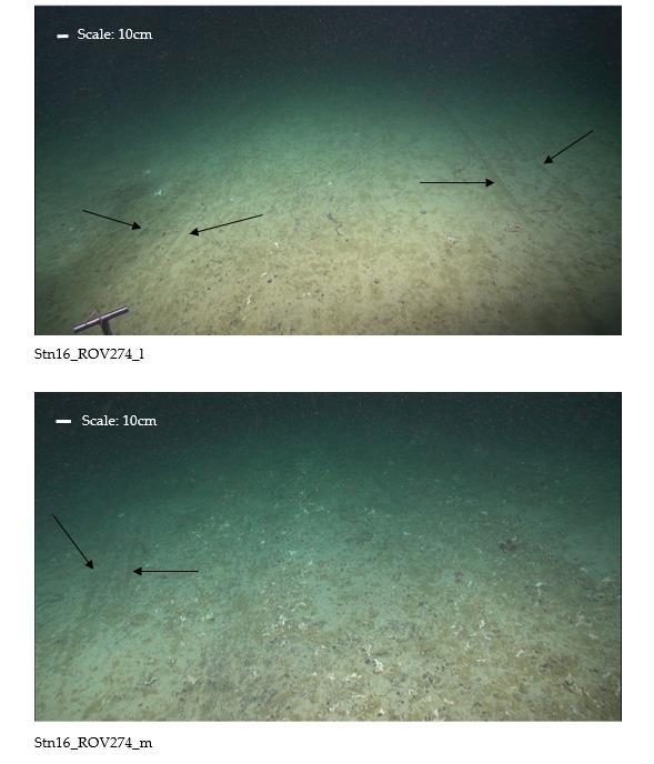 ICES Special Request Advice Published 20 June 2017 Figure 12 Linear scars photographed in 2016 on the seabed near to (upper