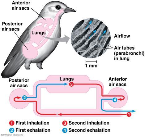 Gas Exchange in Birds p.984 Birds have the most efficient gas exchange system of vertebrates. They have two lungs and 8-9 air sacs.