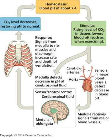 Control of Breathing in Humans The amount of O 2 in the blood is not used to regulate breathing unless it becomes very low.
