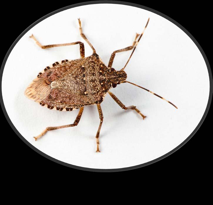 Along with the native species there is a new player, the brown marmorated stink bug (BMSB), Halyomorpha halys (Stål).