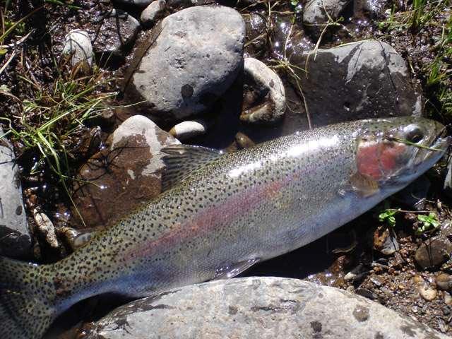 and a nice looking rainbow also Peter's Report Hi Bill.. arose early today (0430) and went down to Eucumbene river at Sawyers Hut.