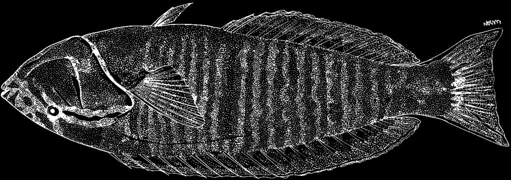 Dorsal profile of head nearly straight (convex on large individuals), becoming curved on nape; front of head forming an acute angle; snout terminal phase long, 2.4 to 2.