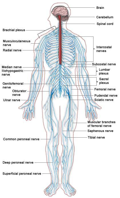 FIRST AID AND THE NERVOUS SYSTEM Nervous System The nervous system is considered in two main parts, the central nervous system and the peripheral nervous system.