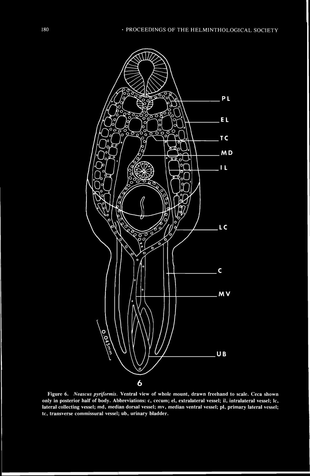 180 PROCEEDINGS OF THE HELMINTHOLOGICAL SOCIETY MV UB Figure 6. Neascus pyriformis. Ventral view of whole mount, drawn freehand to scale. Ceca shown only in posterior half of body.