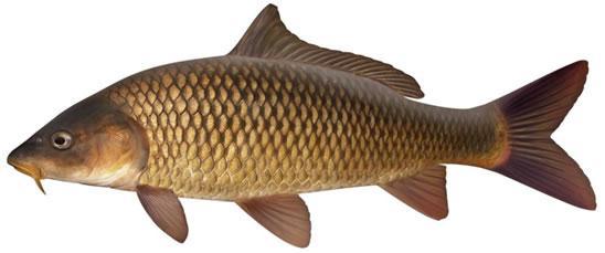 Background The Ohio River has been subject to invasions from exotic aquatic species since at least the mid to late 1800 s when Common Carp began gaining a foot-hold in the basin.