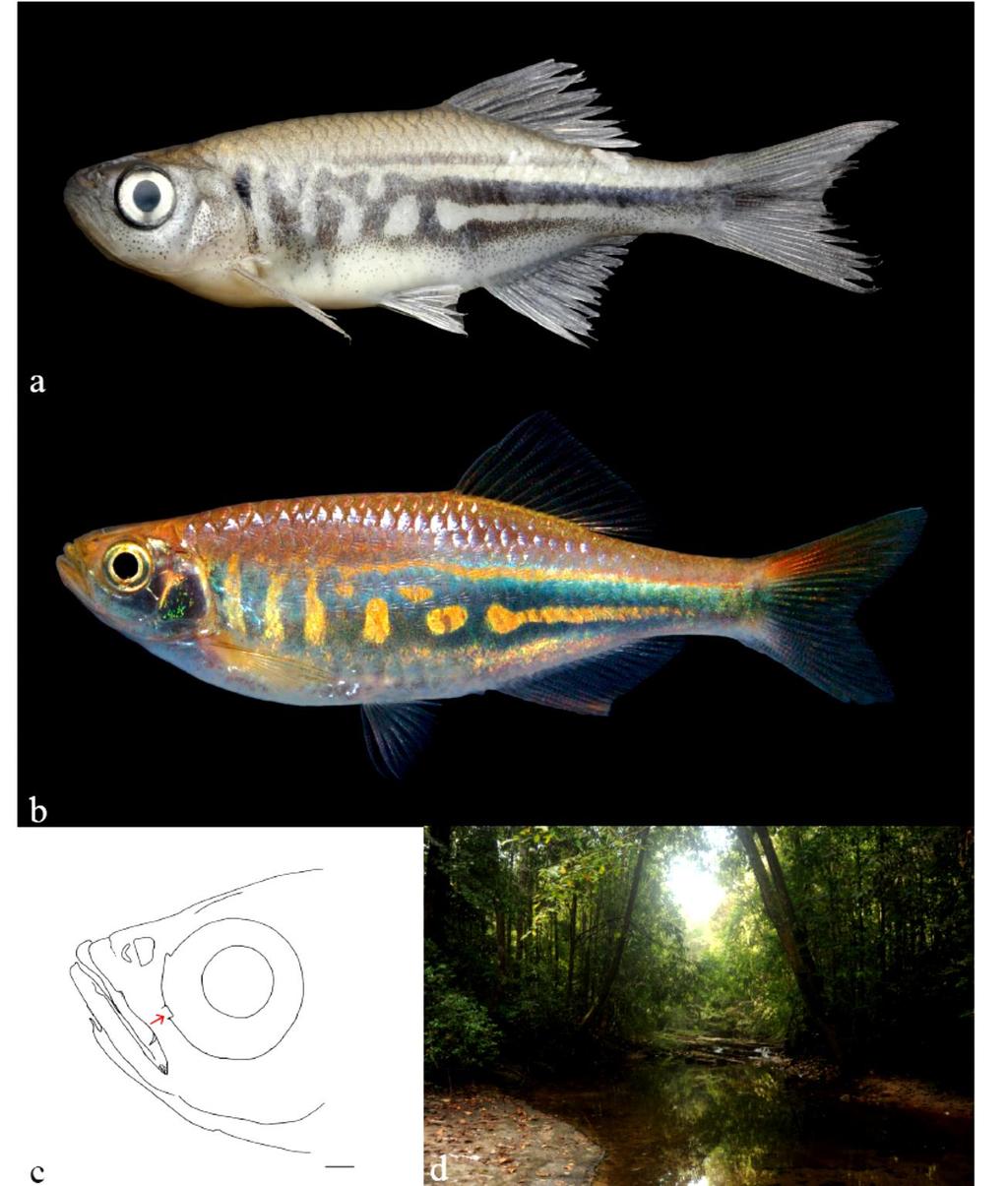 166 FISHTAXA (2017) 2(3): 156-179 Figure 5. Devario micronema: (a) WHT 9816, male, 50.