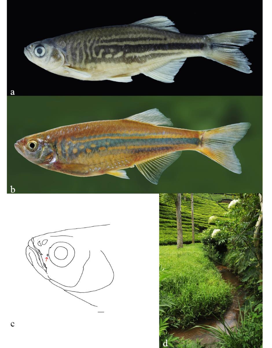 Batuwita et al.- Devario in Sri Lanka 171 Figure 7. Devario monticola: (a) NMSL WHT 9817, female, 70.