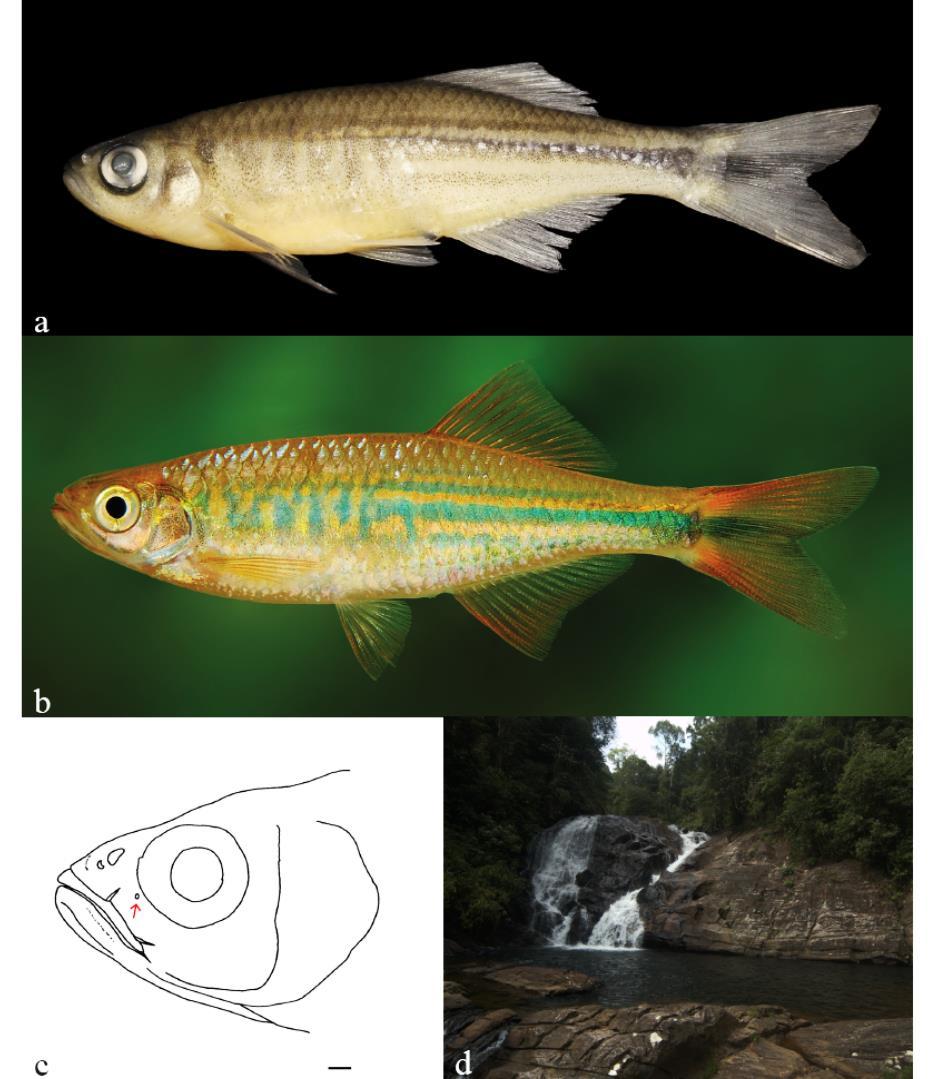 174 FISHTAXA (2017) 2(3): 156-179 Figure 8. Devario annnataliae: (a) NMSL WHT 9819, female, 56.