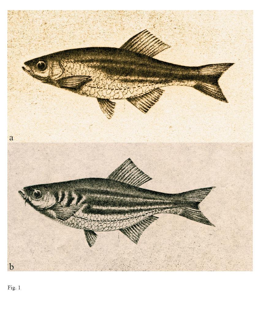 Here, in addition to redescribing the previously known species of Sri Lankan Devario, we describe these two new species.