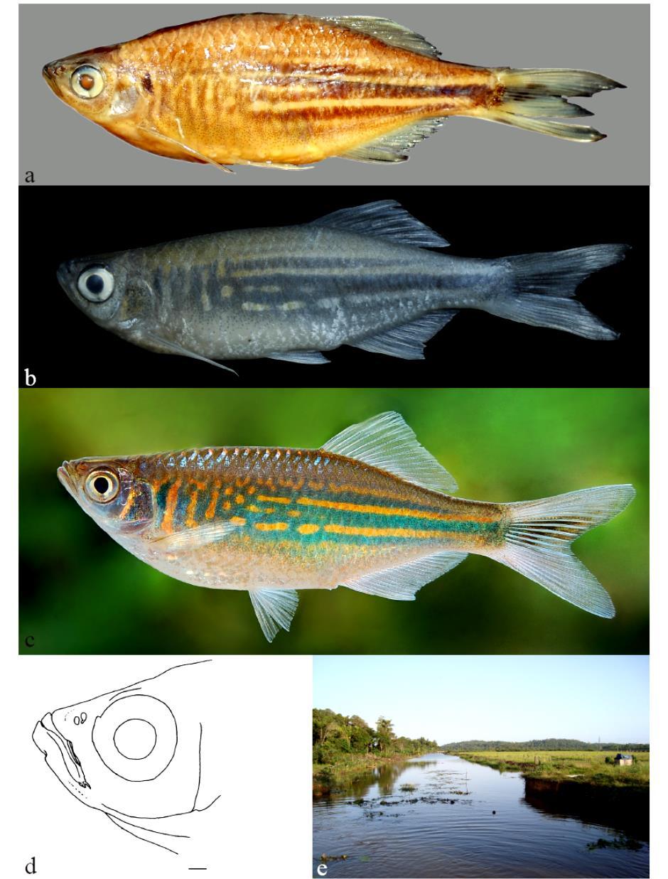 160 FISHTAXA (2017) 2(3): 156-179 Figure 2. Devario malabaricus: (a) AMS I.46342-001, neotype, 73.6 mm SL; Chalakudy River, Kerala, India, (b) NMSL WHT 9830, male, 64.