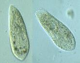 Growing Paramecium & Infusoria A quick and simple formulation for culturing paramecia follows: 1.