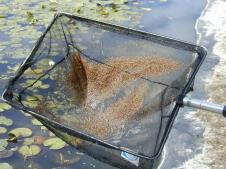 They occur widely in ponds where they can be harvested from for feeding to all types of fish Daphnia