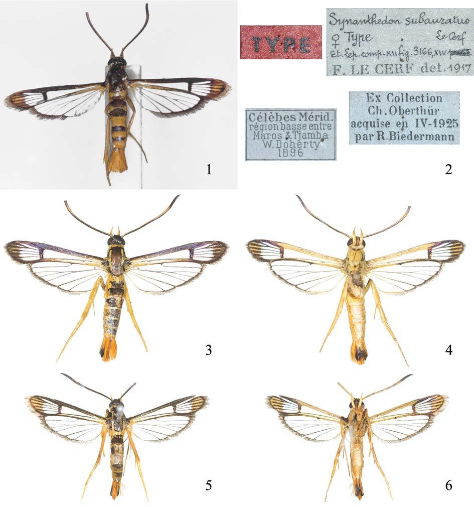 To the systematic position of Synanthedon subauratus 57 Hindwing: transparent; veins dark brown to black with bronzed sheen dorsally; discal spot dark brown to black with purple sheen, extremely