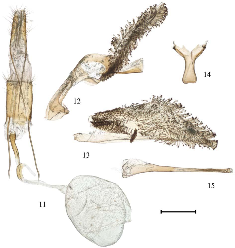 To the systematic position of Synanthedon subauratus 59 sheen, with two elongated yellow spots medially and with an admixture of yellow scales laterally in the male and dark brown to black with