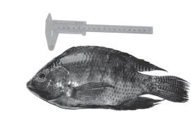 SOUTHEAST ASIAN J TROP MED PUBLIC HEALTH Fig 1- Nile tilapia (Tilapia nilotica) from the polishing pond of a wastewater treatment factory.