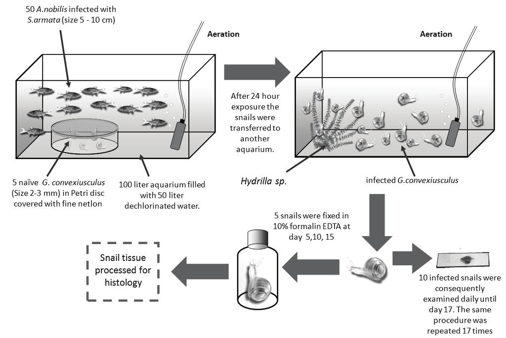 Laboratory experimental infection of the blood trematode Sanguinicola armata on freshwater snail and bighead carp Figure 1. The illustration of methodology for snail infection experiments.