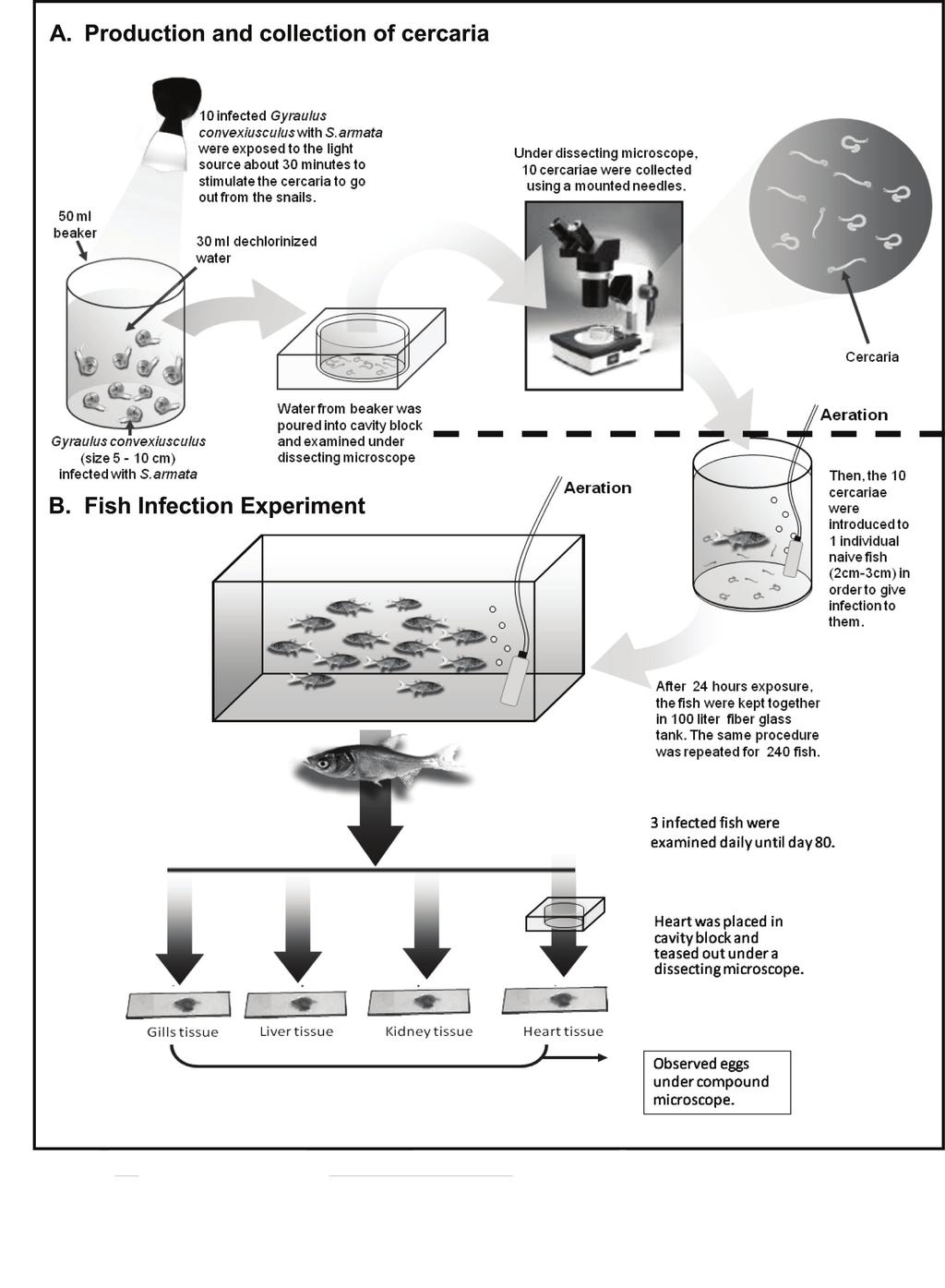Shaharom-Harrison et al. Figure 2. The illustration of methodology for fish infection experiment. and examined under dissecting microscope to collect the cercariae using a mounted needle.