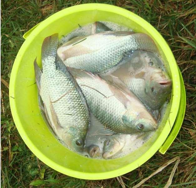 Cont d.. A list of fish farmers (self and ESP funded) was obtained from the Fisheries officers in Nyeri County Fig.