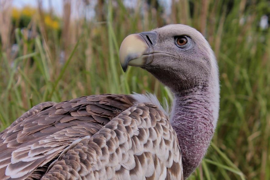 Population Analysis & Breeding and Transfer Plan Rüppell s Griffon Vulture (Gyps