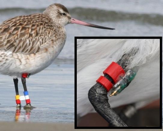 Figure 13 Example tibia leg mounting of a Mk10 (BAS) on a wader (Bar-tailed Godwit).