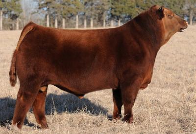 Lot # 12 Two (2) Frozen embryos Red Soo Line Power Eye 161X Sire: Red Soo