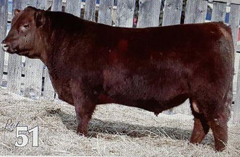 Lot # 21 5 Units of Red Rainbow B Impact 7B Registration # 1750479 Sire: Red T-K Recoil 72Y Dam: Red