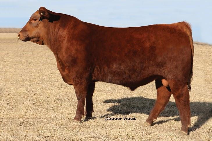 Lot # 22 10 units of Red Lazy MC Sergeant 97Z Registration # 2455935 Sire: Red SSS Soldier 365W Dam: