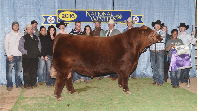 Lot # 2 5 Units of Six Mile Taurus 519A Registration # 1631006 Sire: Six Mile Game Face 164Y Dam: