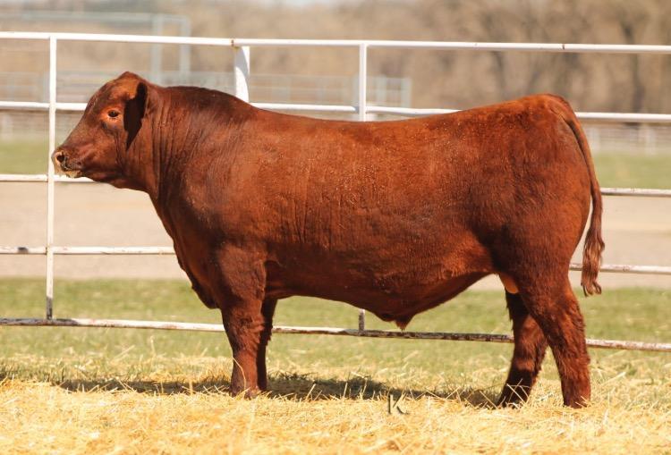 Lot # 30 5 Units on LSF SRR Beartooth 5051C Registration # 1744563 Sire: LSF Takeover 9943W Dam: LSF