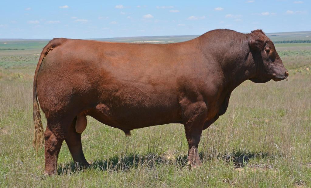 Lot # Silent 30 Units of PZC TMAS Red Sky 2794 Registration # 1568472 Sire: Red Northline Fat Tony
