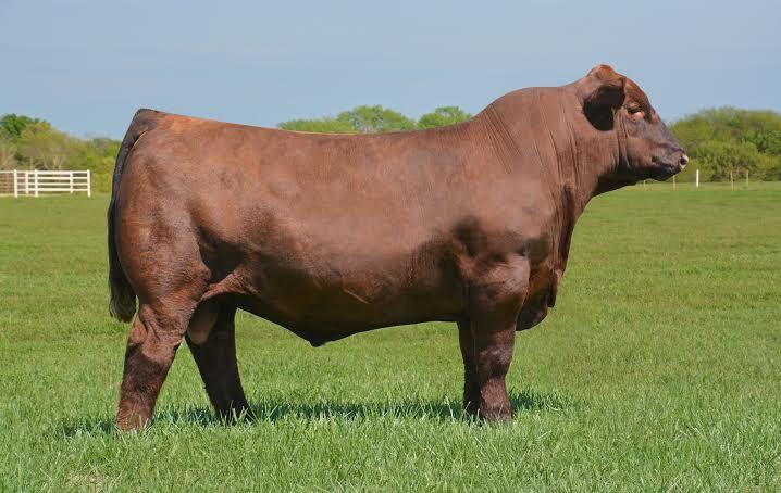 Lot # Silent 10 Units of TR PZC Power 5770 ET Registration # 3503226 Sire: Red Soo Line Power Eye