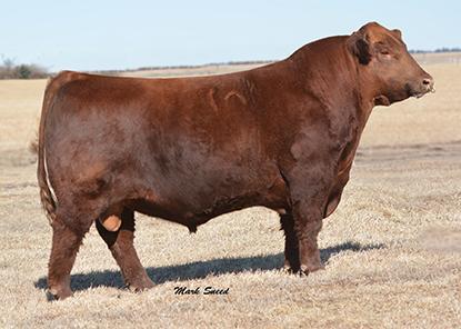 Lot # 3 10 Units of PIE The Cowboy Kind 343 Registration # 1651710 Sire: BFK CRK The Right Kind U199 Dam: PIE