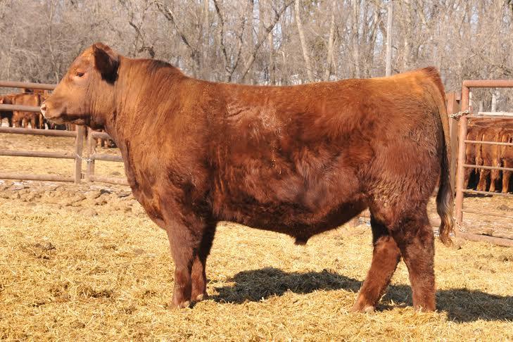 Lot # Silent 10 Units of Jacobson Freedom 4056 Registration # 1699260 Sire: 5L Independence 560-298Y