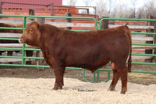 Lot # Silent 10 Units of Feddes Silver Bow B226 Registration # 1687147 Sire: Brown JYJ Redemption Y1334