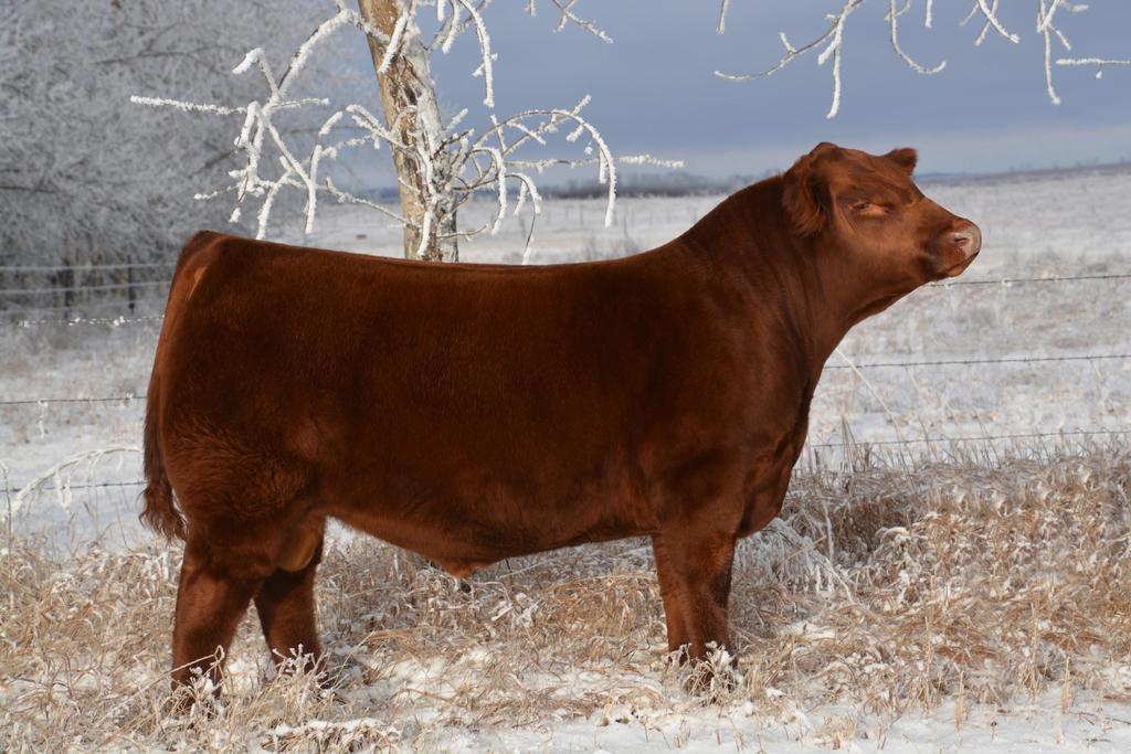 Lot # Silent 10 Units of Red Double B Backroad 2C CAA Registration # 1840495 Sire: Red Lazy MC CC Detour 2W Dam: Red Blair s