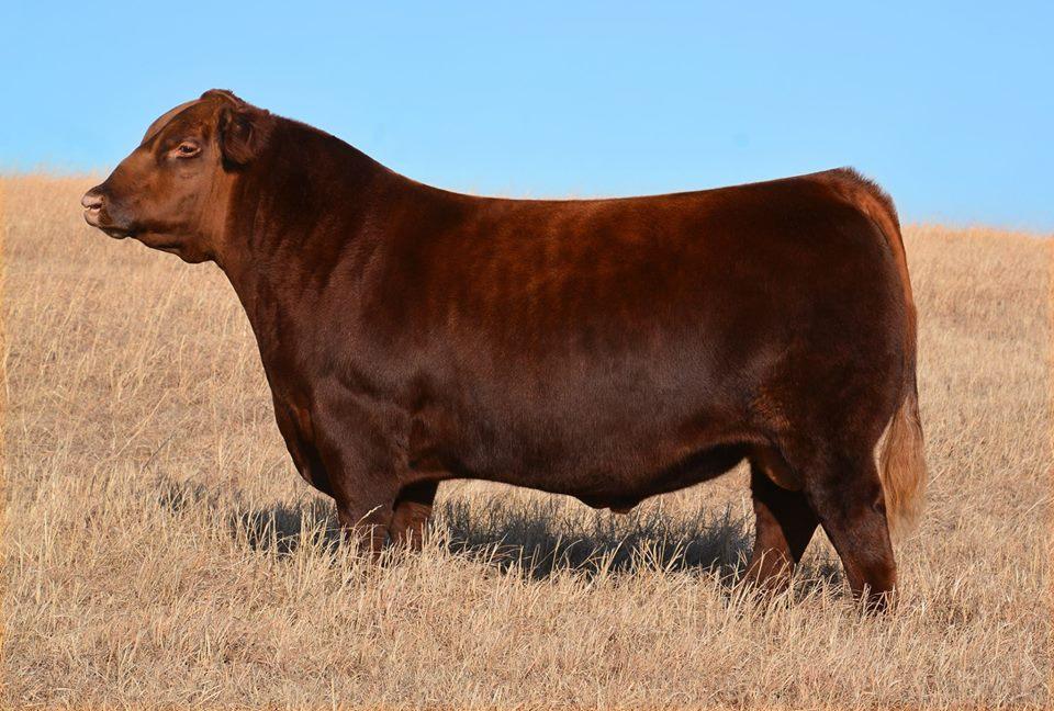 Lot # 5 5 Units of TWG Tommy Jack 166A Registration # 1662579 Sire: Six Mile Game Face 164Y Dam: Damar Passion