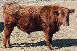 DAM of lot # Full Sib to lot # Lot #3 KAW Roscoe - Ear Tag 63.6.6 6 SOLD Don t over look this ET bull.