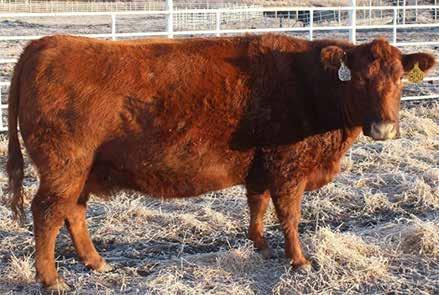between Gosey Red Angus and KAW Red Angus is producing our top replacement females.