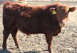 Lot # AJS Redemption Elite - Ear Tag 3..6 00 0 SOLD $,00 This bulls sire Brown Redemption Needs no Introduction.