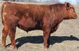Lot #3 GWR Brown Redemption - Ear Tag 60..6 6 30 SOLD Another Fantastic Redemption son. This bull balances caving ease and growth and comes in a deep, wide, long package.