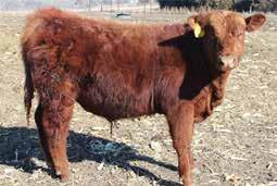 Lot # AJS JAG Red Man - Ear Tag 3..6 6 6 SOLD The bull is a tank just like his father. Sired by Andras New Direction this bull brings a lot to the table.