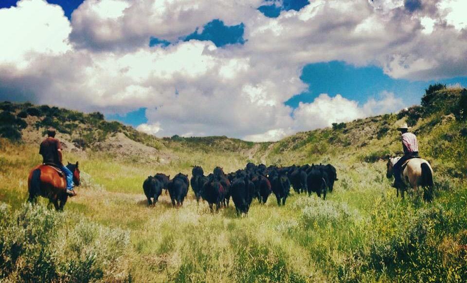 Producing Quality Bulls By Focusing On A Superior Cow 2nd Annual Bull Sale February 3, 2018 1pm at the Ranch Selling 103 Registered Black Angus Bulls Chris: (406) 861-6794 Joe: (406) 498-6113 Steve: