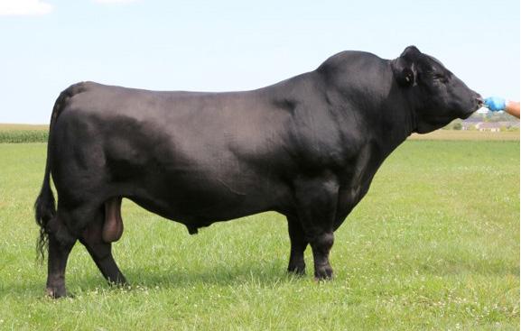 A note from the Gnerer s about the Reference Sires VDAR Winston 2165 Winston was the second highest selling bull at the 2016 VDAR Bull Sale.