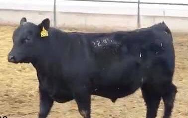 With a CED of +16, he is a rock star calving ease sire with muscle to back it up. We mainly used Winston on our heifers and every calf was born unassisted!