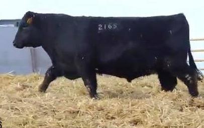 He produces nice, big bulls and super quiet, easy fleshing females. We have used him for a few years now and we continue to be impressed with his progeny and their performance.
