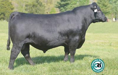 A note from the Gnerer s about the Reference Sires Capitalist 5320 & Capitalist 5364 We kept two Capitalist sons, Capitalist 5320 and Capitalist 5364, the two top Bulls from our 2015 Capitalist crop.