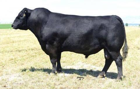 His Dam is rewriting breed history - in 5 years she passed $3 million in progeny sales at Vintage Angus Ranch. A very hot sire in the industry.