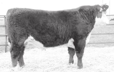 716 JBN L1 DOMINETTE 517 1129 CED BW WW YW MM M&G SC A CHB 5.3 1.8 48 79 22 46.8.30 -.05 26 677 is the youngest of the fall bulls who has great length and is fancy.
