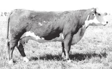 6 44 80 34 56.8.20 -.02 28 703 is a long, thick and big topped bull that has lots of style. He is sired by an exciting young sire 5039C ET. His mother 9102W is a Holden Dam of Distinction.