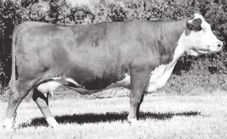 This is a great pedigree with the 269Z sire and the 3133 cow who has weaning ratio of 104 and a yearling ratio of 102. Great maternal pedigree here.